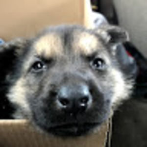 Meet your Posher, Luis enrique